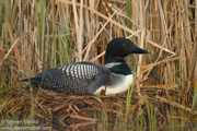 LOONS AND GREBES